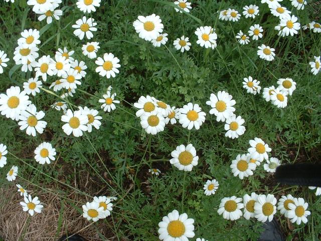 Pyrethrum